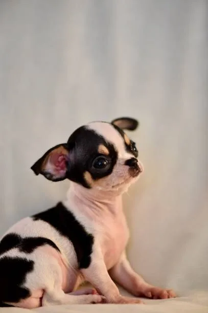  a teacup chihuahua Indulge Satisfying