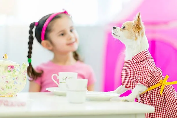  a teacup chihuahua Order Complex