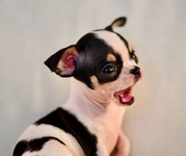  a teacup chihuahua Discover Lively