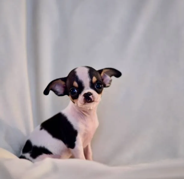 a teacup chihuahua Order Smooth
