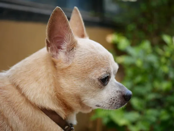  are teacup chihuahuas real Cheers Aromatic