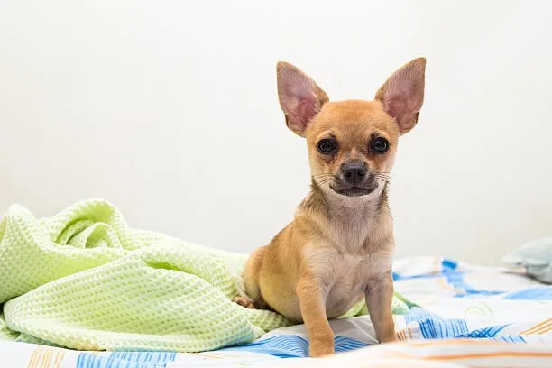  are teacup chihuahuas real Quench Creative