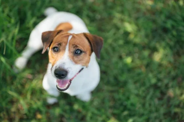  beagle boxer chihuahua mix Behavioral Traits and Sociability Factors