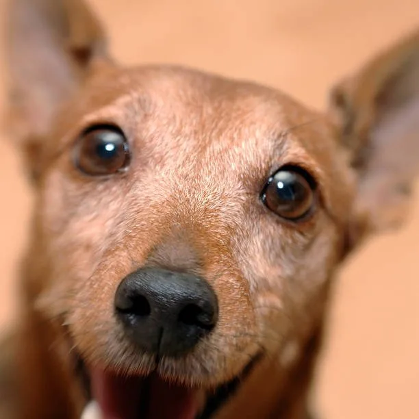 Beagle chihuahua dachshund mix Relish Exquisite