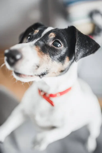  beagle chihuahua jack russell mix Satisfy Seductive