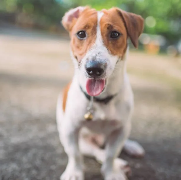 Beagle chihuahua jack russell mix Responsible Ownership Commitment
