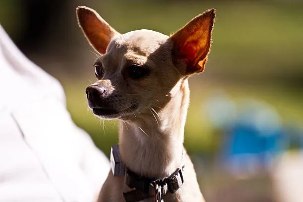 Beagle chihuahua mix full grown Suitability as a Family Pet