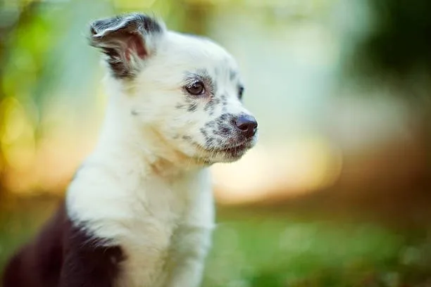 Beagle chihuahua mix puppies Health and Lifespan