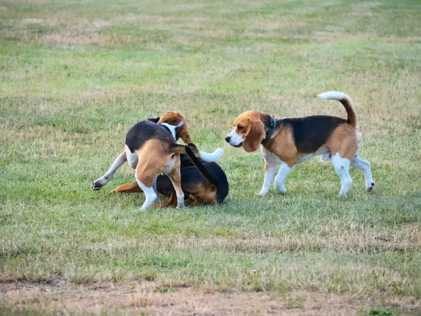 Beagle chihuahua mix puppies Adopting a Beagle Chihuahua Mix
