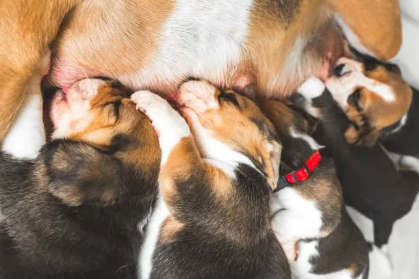 Beagle chihuahua mix puppies Training and Exercise Needs