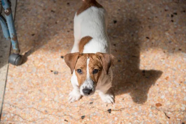 Beagle chihuahua mix puppies Socialization and Family Life