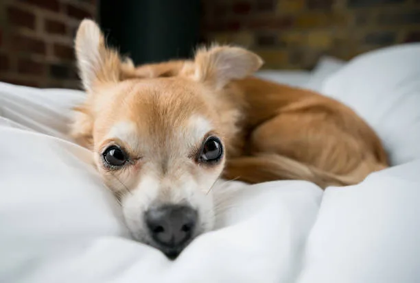 beagle chihuahua mix puppy Living Conditions