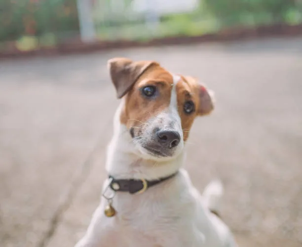 beagle chihuahua mix puppy Cost of Ownership