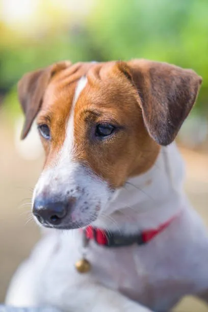 beagle chihuahua mix puppy Conclusion