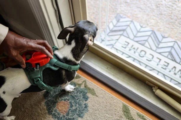  black chihuahua lab mix Dietary Considerations