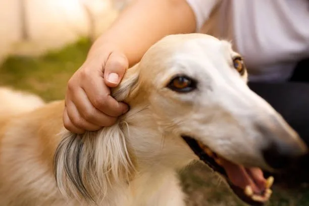  black italian greyhound chihuahua mix Health and Lifespan