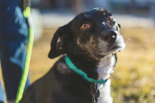  black italian greyhound chihuahua mix Designer Dogs: The Hybrid Vigor of Chihuahua Crossbreeds