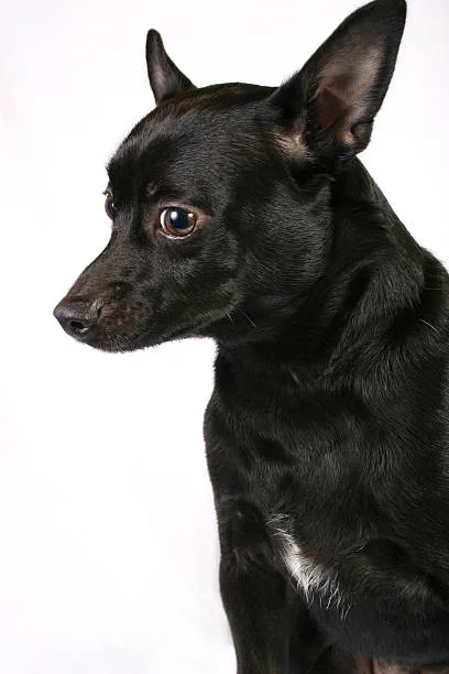  black jack russell terrier chihuahua mix Quench Aromatic
