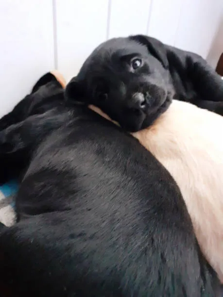  black lab and chihuahua mix Temperament and Personality