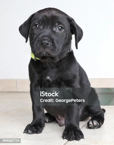  black lab and chihuahua mix Grooming and Care