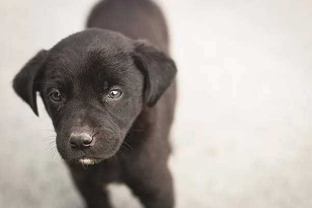 black lab chihuahua mix puppies Grooming and Care