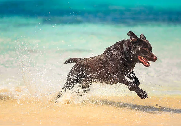  black lab chihuahua mix puppy Socialization and Interactions