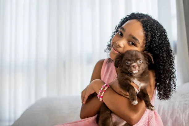  black min pin chihuahua mix Training and Socialization