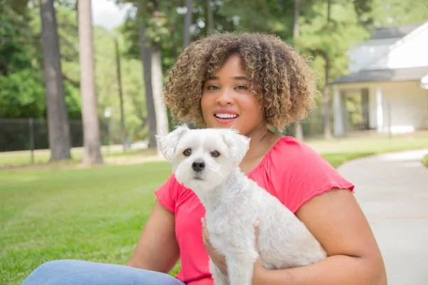  black min pin chihuahua mix Behavior and Training: Nurturing a Well-Behaved Min Pin-Chihuahua