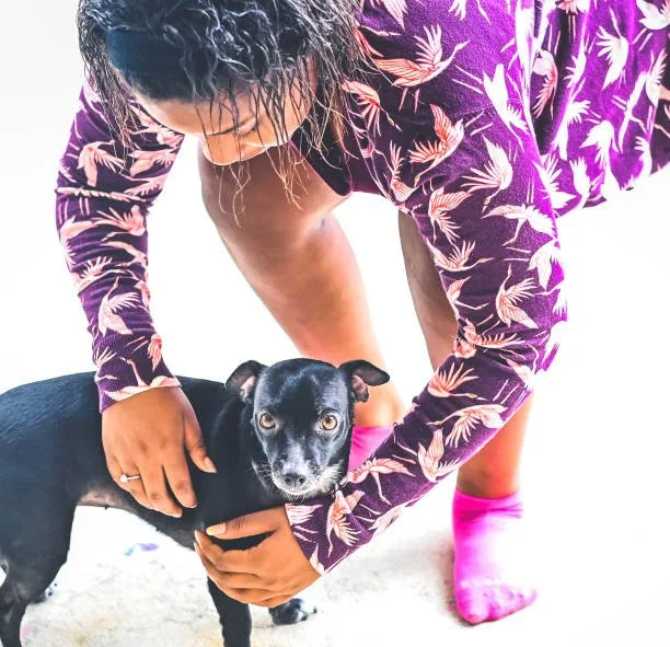  black min pin chihuahua mix Chi-Pin Health and Wellness: Understanding and Meeting Their Needs