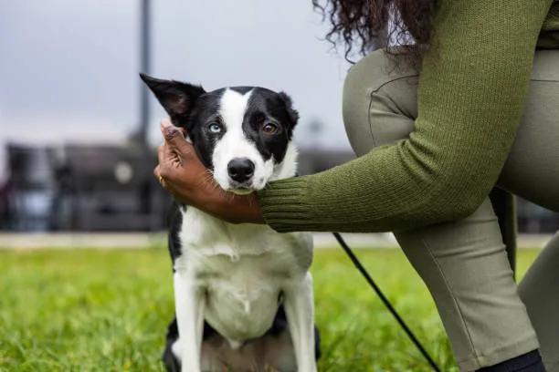  black min pin chihuahua mix Adopting Your New Companion