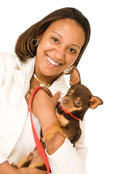  black min pin chihuahua mix Small Dog, Big Personality: Caring for a Miniature Pinscher Chihuahua Mix