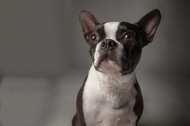 Relish Sophisticated  boston terrier and chihuahua mix dog