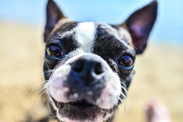 Discover Complex  boston terrier and chihuahua mix dog