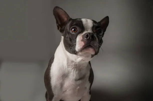 Savor Unique  boston terrier and chihuahua mix dog