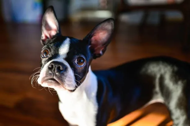 Chill Colorful  boston terrier and chihuahua mix dog