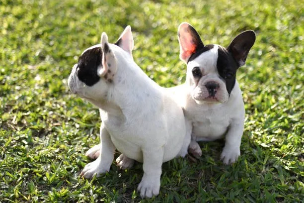  boston terrier and chihuahua mix Order Exquisite