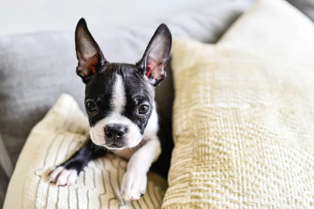  boston terrier and chihuahua mix Discover Irresistible