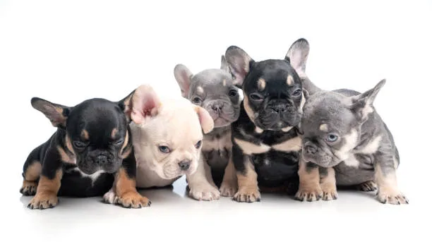  boston terrier chihuahua mix puppies Sample Delicious