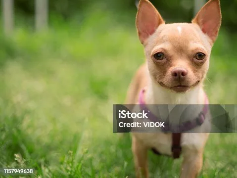  boxer and chihuahua mix Grooming Needs