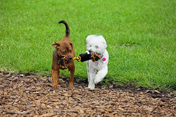 boxer and chihuahua mix puppies Health Considerations and Lifespan