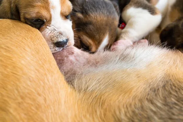 boxer and chihuahua mix puppies Crucial Tips for Training and Socialization in Boxer Chihuahua Mixes