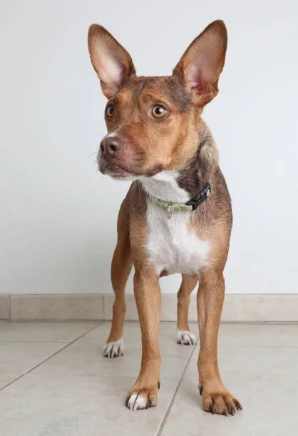 boxer and chihuahua mix puppies Temperament and Personality Traits