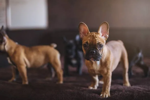  boxer chihuahua mix puppies Suitability as Pets