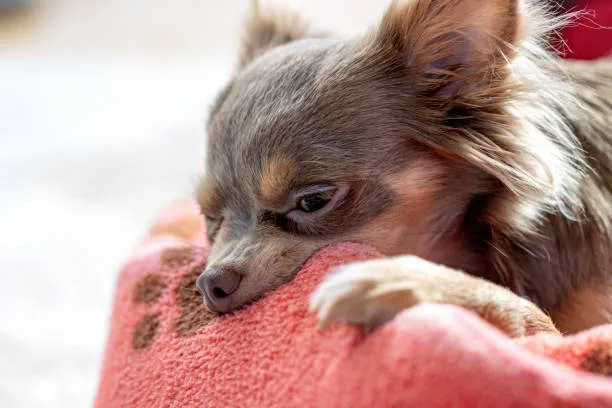  boxer mix chihuahua Boxer Chihuahua Mix: An Ideal Family Companion?