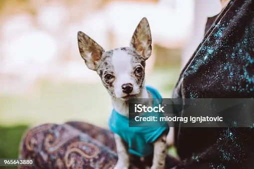 boxer mixed chihuahua Training and Exercise Needs