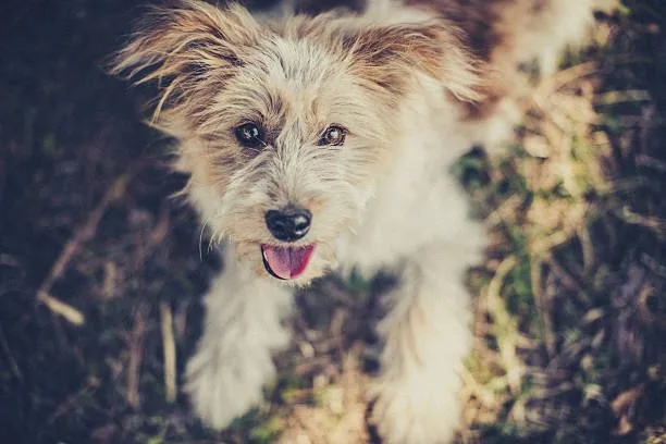 cairn terrier chihuahua mix Imbibe Unique