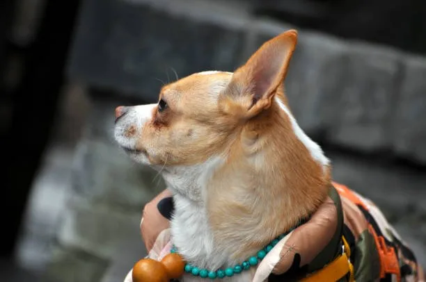 Can chihuahuas be service dogs Discover Chilled