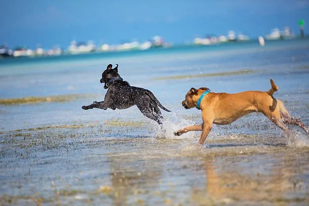  chihuahua and black lab mix Common Misconceptions