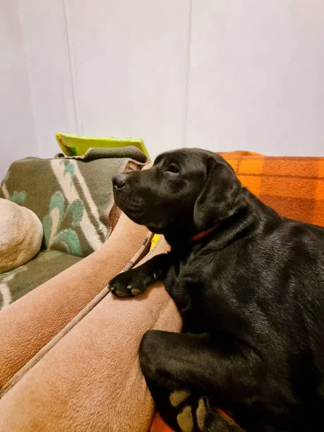  chihuahua and black lab mix Understanding the Foundations of Chihuahua-Lab Mixes