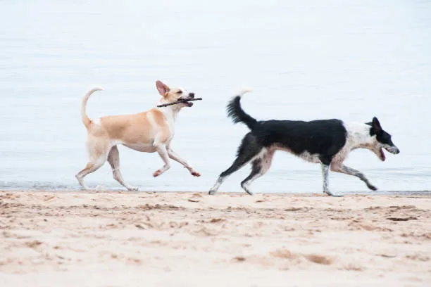  chihuahua and black lab mix Dietary Considerations